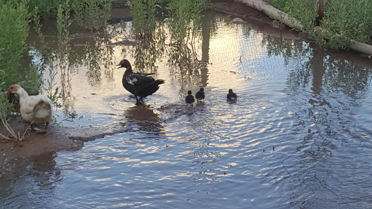 Complejo Rio Los Patos - Apartamentos Barreal Kültér fotó
